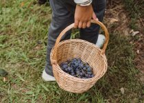 Corso Dalla Terra al Vino | Veronelli 