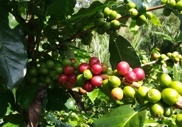 Caffé Honduras